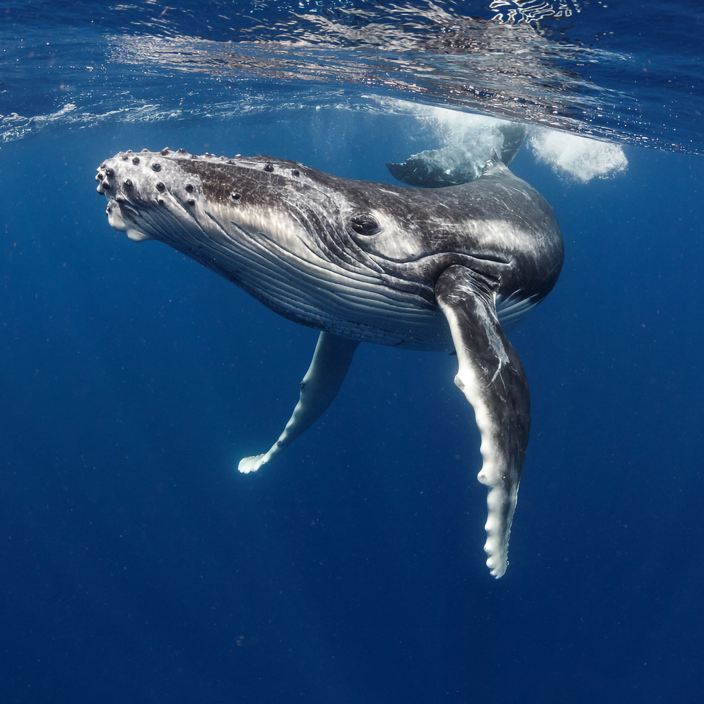 3 day Humpback Whale Swim Tongatapu Island